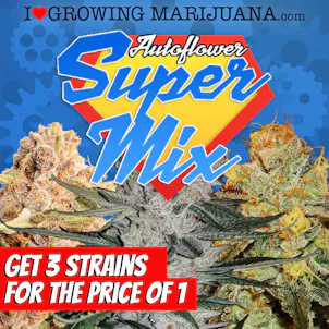 Photo of Autoflower Super Mixpack