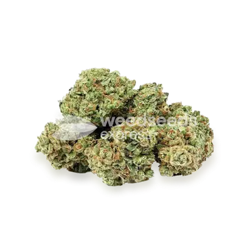 Photo of Apple Fritter Autoflower Seeds