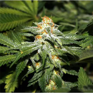 Photo of Hindu Kush Seeds