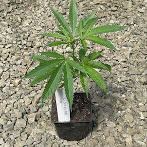 Photo of Blackberry Fire Clone