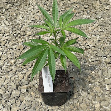 Photo of Blackberry Fire Clone