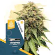 Product image for Cash Express Feminized by Zamnesia Seeds