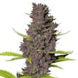 Product image for Blue Dream Feminized