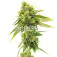 Moby Dick Feminized