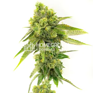 Photo of Moby Dick Feminized