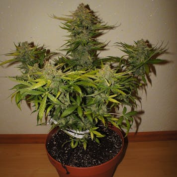 Photo of Northern Express