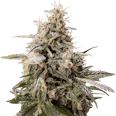 Peanut Butter Breath Feminized Seeds