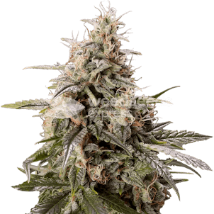 Photo of Peanut Butter Breath Feminized Seeds