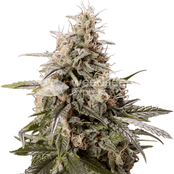 Photo of Peanut Butter Breath Feminized Seeds