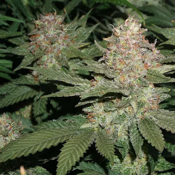 Photo of Strawberry Cannabis Seeds Feminized