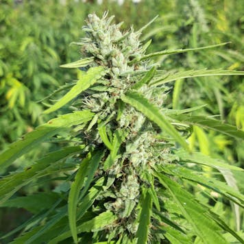 Photo of Matterhorn CBG Hemp Seeds