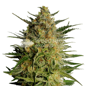 Photo of AK 47 Regular Seeds