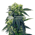 Gush Mints Feminized Seeds