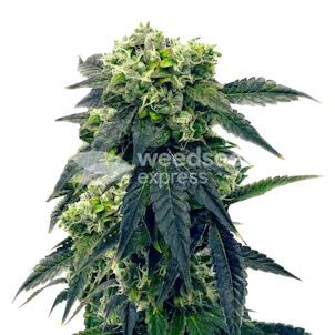 Photo of Gush Mints Feminized Seeds