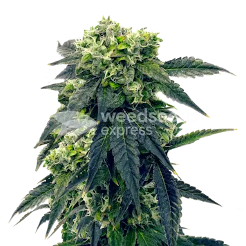 Photo of Gush Mints Feminized Seeds