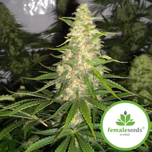 Photo of White Widow x Big Bud