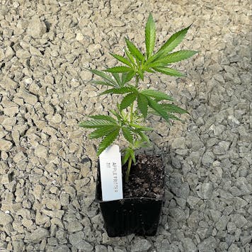 Photo of Apple Fritter Clone