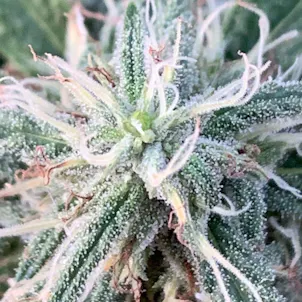 Photo of Chicken Soup For The Soil