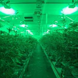 Photo of FOR SALE: Licensed, & Profitable Dispensary + Cultivation, Manufacturing & Distribution Facility