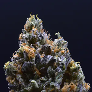 Photo of Sunset Sherbert Flower