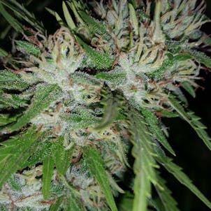 Photo of Double Dream