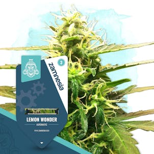 Photo of Lemon Wonder Automatic by Zamnesia Seeds