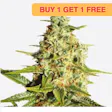 Product image for Autoflower Tangerine