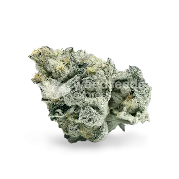 Photo of Girl Scout Cookies Autoflower Seeds