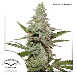 Photo of Amsterdam Amnesia