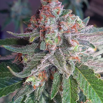 Photo of Critical Purple Auto Fem Seeds