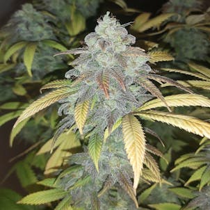 Photo of Quebec Blue Cannabis Seeds Feminized