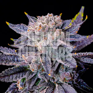 Photo of Frosted Gelato
