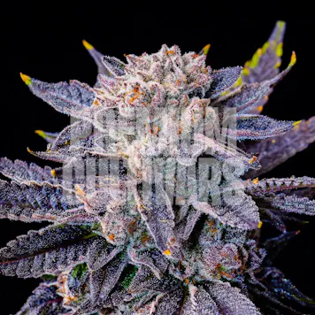 Photo of Frosted Gelato