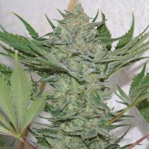 Photo of Critical Mass Seeds