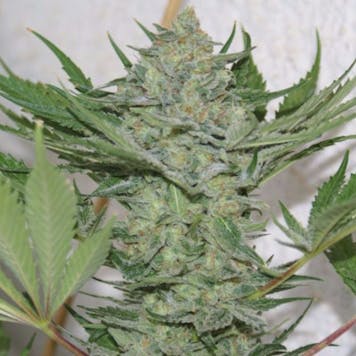 Photo of Critical Mass Seeds