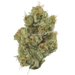 Photo of Shrieker Premium