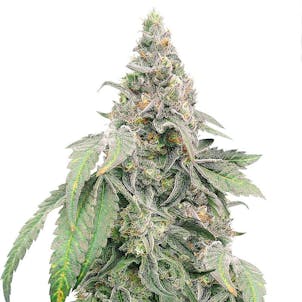 Photo of Mimosa Shot