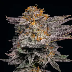 Photo of White Cherry Gelato