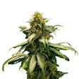 Product image for Harlequin by ILGM (fem) seeds