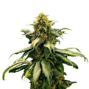 Photo of Harlequin by ILGM (fem) seeds