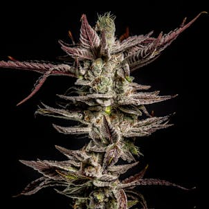 Photo of Head Cake (Hybrid)
