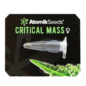 Photo of Critical Mass feminized cannabis seeds