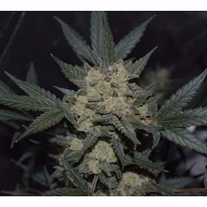 Photo of GSC (f.k.a. Girl Scout Cookies)