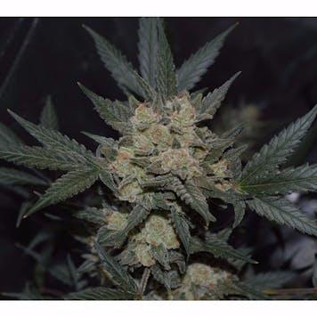 Photo of GSC (f.k.a. Girl Scout Cookies)