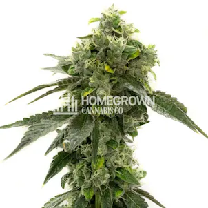 Photo of Bruce Banner Auto