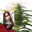 Product image for Thai by Zamnesia Seeds