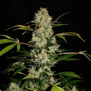 Photo of CBD Jack Herer Cannabis Seeds Feminized