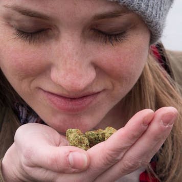 Photo of Headlight Flower