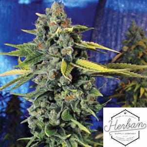 Photo of Banyan Moon Nursery Blue Dream