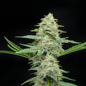 Photo of Froot by Foot